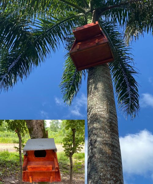 Owl nest